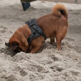Foto van Randje