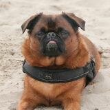 Foto van Randje