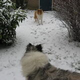 Tara's 1e keer in de sneeuw 17 december 09