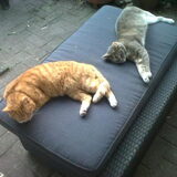 Foto van Dutchshepherdteam