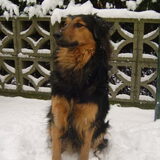 geposeert,mooie en flinke hond