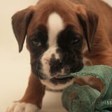 Boxer puppie gefotografeerd bij fokke "van de Munnickhof"…