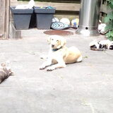 Foto van Vera met Abby & Cantor !