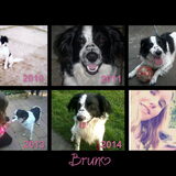 Bruno