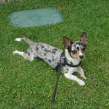 Foto van Nymeria