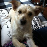 En dit is Happy, mijn ex-asielhondje, sinds september 2014 bij mij en…