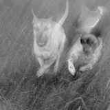 Actiefoto van Spike en Tayco haha