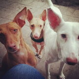 Team Podenco!