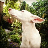 Wispa
