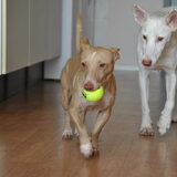 Wispa en Luca met de tennisbal