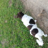 Foto van DogsWithLoes