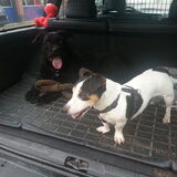 Foto van Liesbeth... Jack - Max † - Blixem