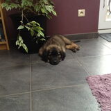 Foto van Saskia & Duke