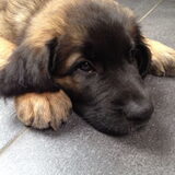 Foto van Saskia & Duke