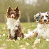 Dit zijn Fleur en Kiara. Fleur is een Toy Australian Shepherd en Kiara…