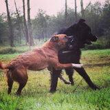 Foto van Anouk & Balou<3