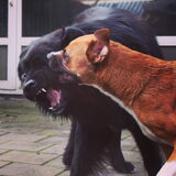 Foto van Anouk & Balou<3