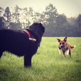Foto van Anouk & Balou<3