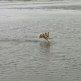 Gucci aan zee
