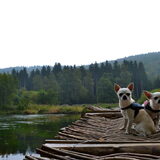 Foto van ~Saartje & de chihuahua roedel ~