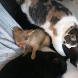 Lekker liggen op de schoot van vrouwtje. Lady Flugel en de zwarte is…
