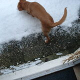 Pucks eerste stapjes in de sneeuw. genieten om te kijken naar dat…