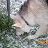 Dan maar likken aan de sneeuw (Ozzy)