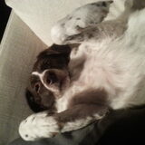 Foto van DogsWithLoes