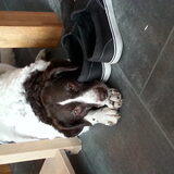 Foto van DogsWithLoes