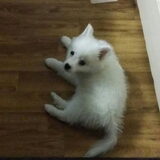 Foto van anja met Bobby(r.i.p. 25-9-25)