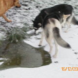 Dobber, Noekie, Lica