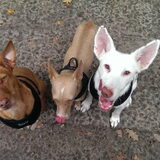 Foto van Team Podenco ( Luuk)
