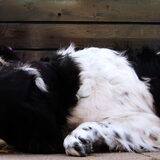Foto van Angelique; Bruno, Charlie & Fenna