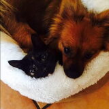 Layla is gek op rosi ons nieuwe poesje