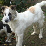 esha's broer