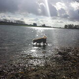 Foto van Inge, baasje van Gina, Flynn en Wobbe