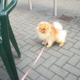 Foto van haagdoren an