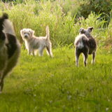 Foto van Angelique; Bruno, Charlie & Fenna