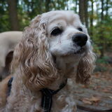 Foto van Frank