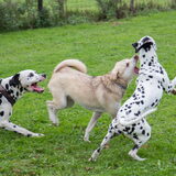 Samen spelen