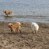 Foto van Inge, baasje van Gina, Flynn en Wobbe