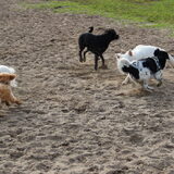 Foto van Inge, baasje van Gina, Flynn en Wobbe