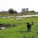 Foto van Inge, baasje van Gina, Flynn en Wobbe