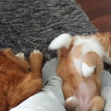 Foto van Luan en Lenne