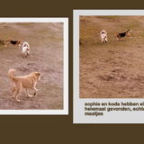 honden bij hondenopvang naarden/oppas in huiselijke kring