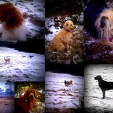 honden bij hondenopvang naarden/oppas in huiselijke kring