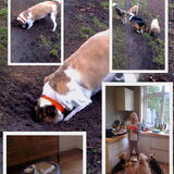 honden bij hondenopvang naarden/oppas in huiselijke kring