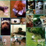 honden bij hondenopvang naarden/oppas in huiselijke kring
