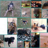 honden bij hondenopvang naarden/oppas in huiselijke kring