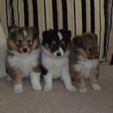 dit zijn de puppy's van ons Indy geboren op 06-09-2014 de puppy aan de…